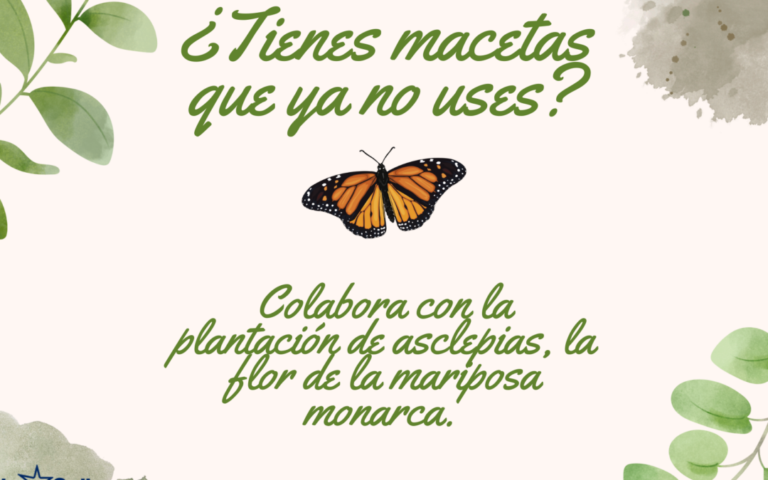 ¿Tienes macetas que ya no uses? ¡Te necesitamos!